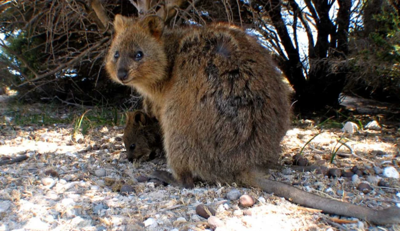 Czy człowiek zagraża tym małym ssakom? Czy człowiek zagraża tym małym ssakom?