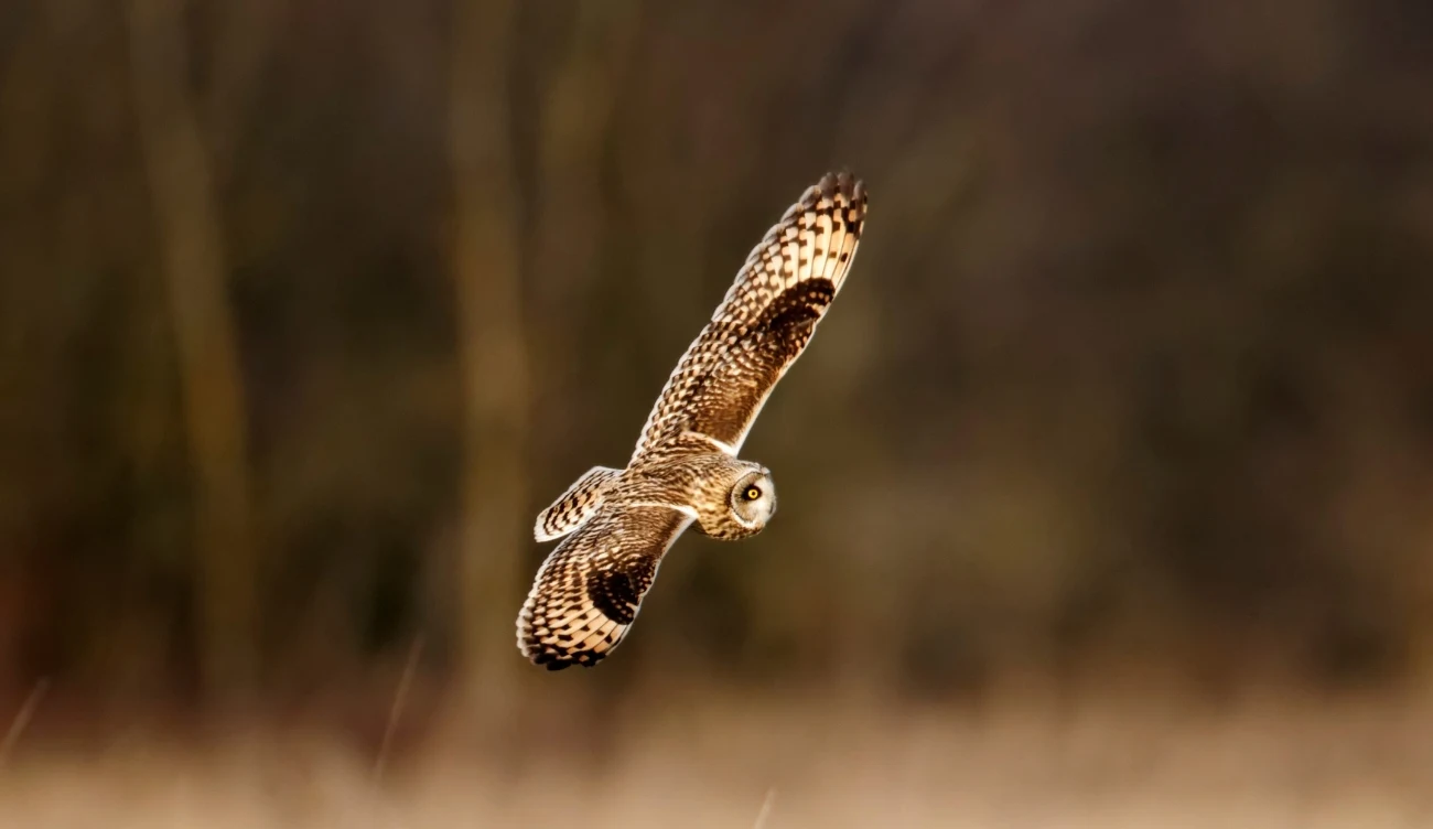 Maskujące umaszczenie uszatki błotnej (łac. Asio flammeus) sprawia, że trudną ją dostrzec w środowisku naturalnym Maskujące umaszczenie uszatki błotnej (łac. Asio flammeus) sprawia, że trudną ją dostrzec w środowisku naturalnym