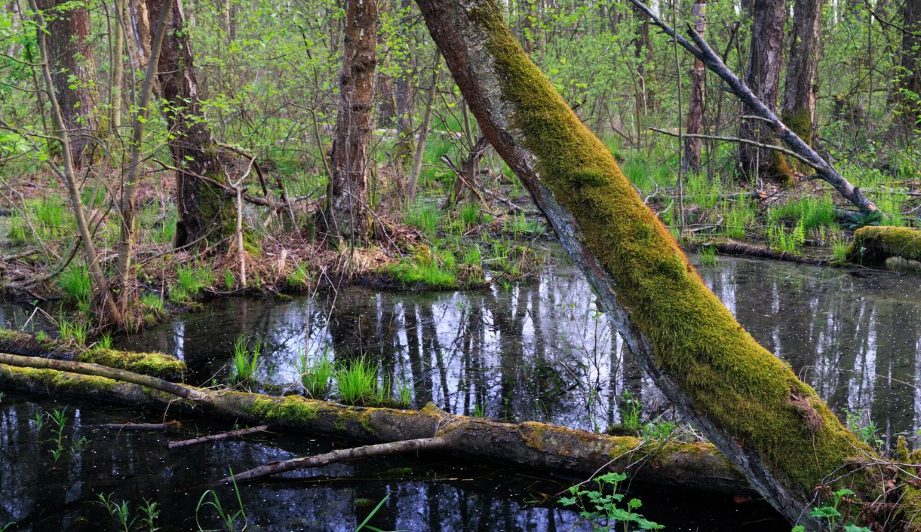 Poleski Park Narodowy jest domem dla żółwi błotnych 