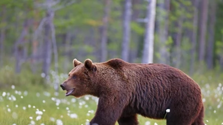 Niedźwiedzie wychodzą ze swoich kryjówek. Bieszczadzki leśnicy ostrzegają turystów
