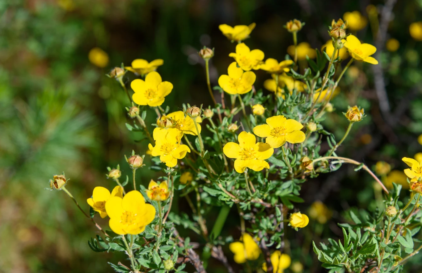 Pięciornik krzewiasty zachwyca prezencją