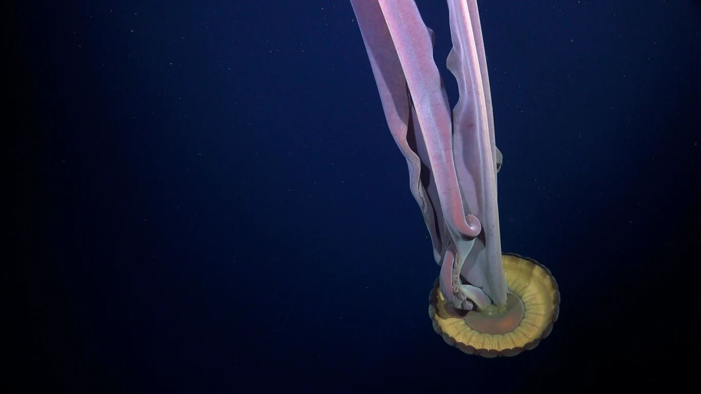 Podczas wyprawy udokumentowano rzadką meduzę fantomoą, której ramiona gębowe mogą osiągnąć nawet 10 m długości