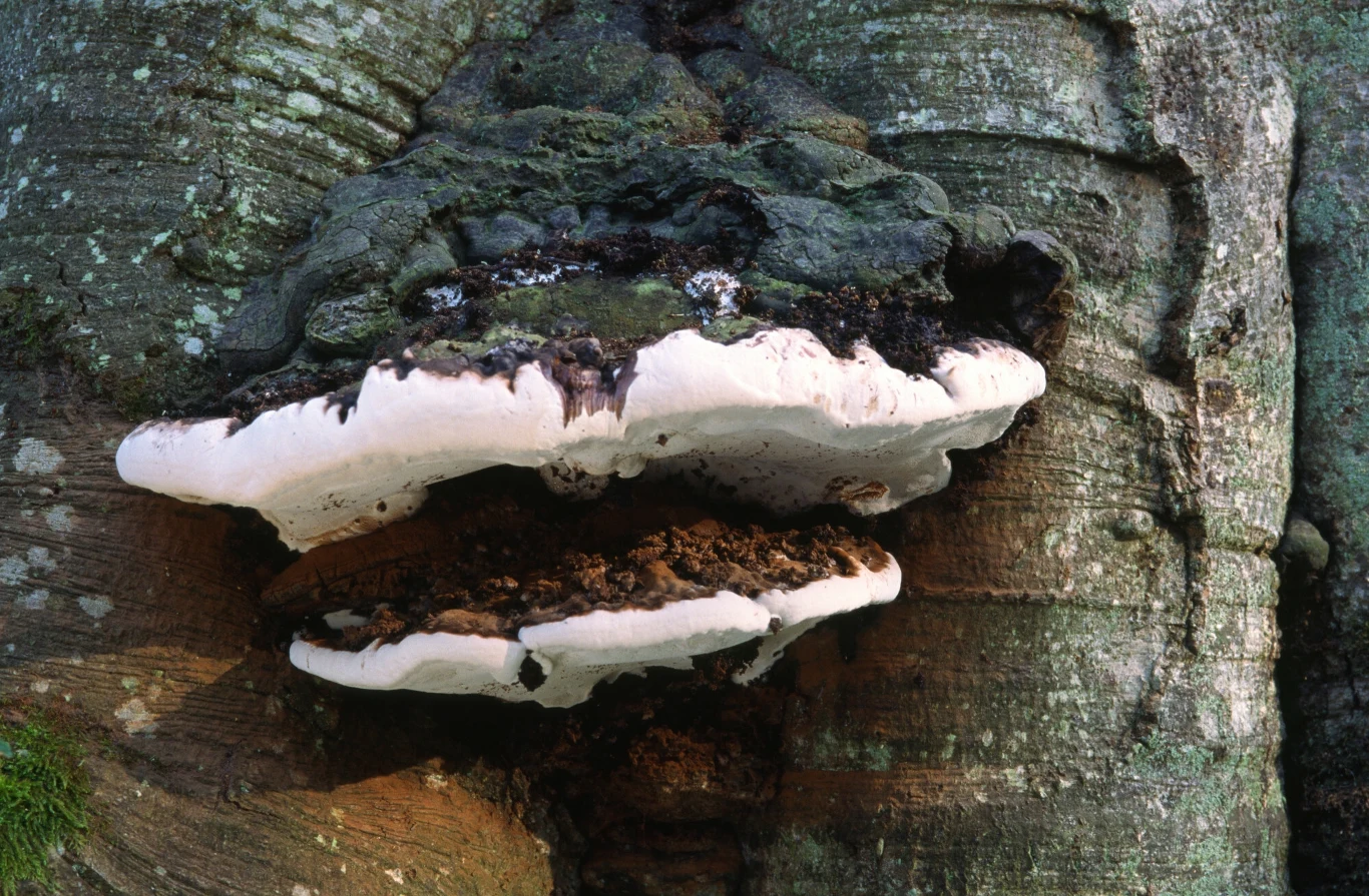  Czyrenie mają ukryte lecznicze właściwości