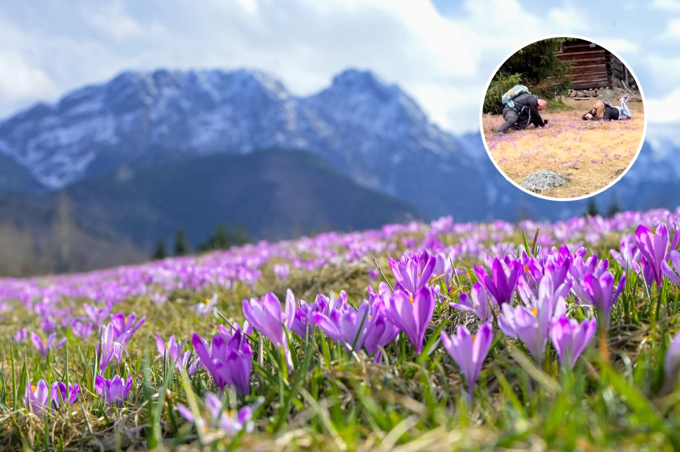 Krokusowe szaleństwo w Tatrach Krokusowe szaleństwo w Tatrach