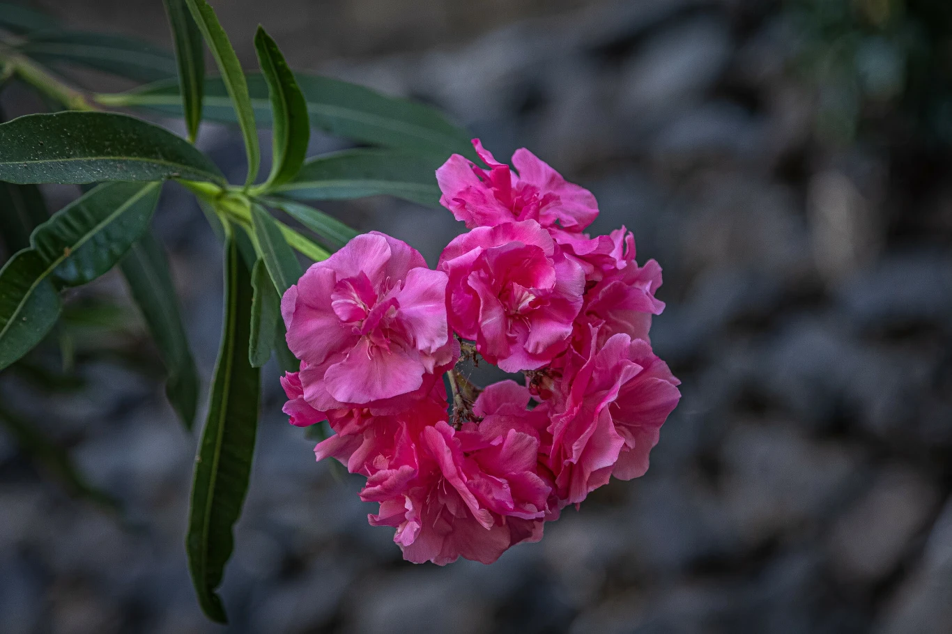 Oleander pospolity to popularna roślina. Jest piękny, ale może być także niebezpieczny Oleander pospolity to popularna roślina. Jest piękny, ale może być także niebezpieczny