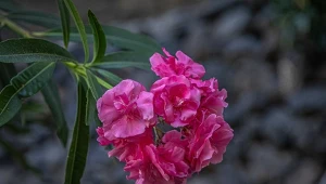 Jest w co drugim ogrodzie, bo bajecznie kwitnie. Ta roślina stwarza jednak zagrożenie