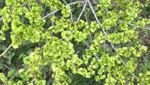 Jest ładniejszy i rośnie znacznie szybciej, niż tuje. Bez problemu uciekniesz przed wzrokiem sąsiadów