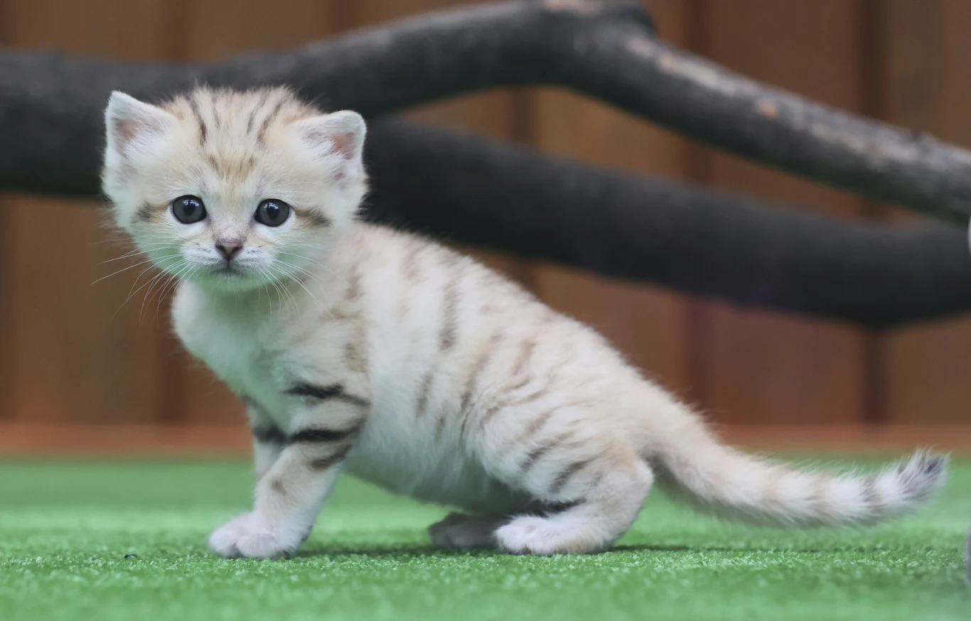 Koty pustynne (łac. Felis margarita) dobrze rozmnażają się w ogrodach zoologicznych