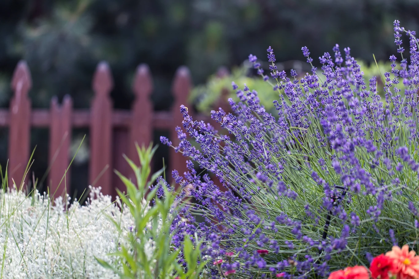 Kwiaty lawendy przyciągają pszczoły jak magnes