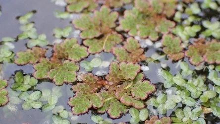 Azolla drobna szybko się rozwija i pokrywa zbiorniki wodne grubą warstwą. Jak naukowcy z nią walczą?