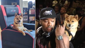 Shiba Inu stał się bohaterem Internetu. Pojawił się na esportowym turnieju