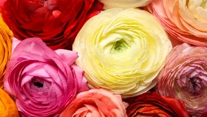 Biją na głowę róże i piwonie. Posadź w kwietniu, a sąsiadki zzielenieją z zazdrości