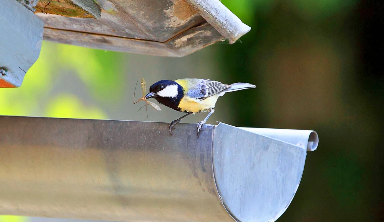 Czy sikorki w Polsce są zagrożone? Czy sikorki w Polsce są zagrożone?