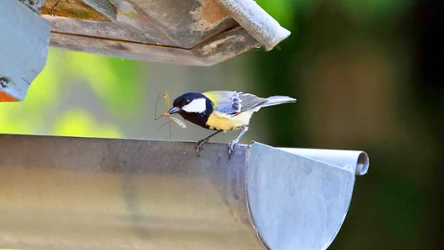 Czy sikorki w Polsce są zagrożone?