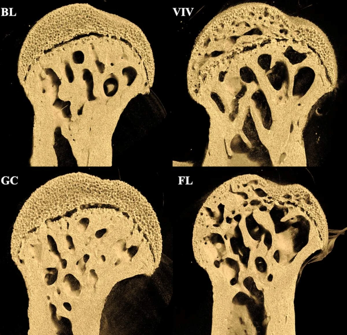 Szyjka kości udowej myszy z grupy kontrolnej (GC i VIV) oraz myszy-astronautów (FL i BL).