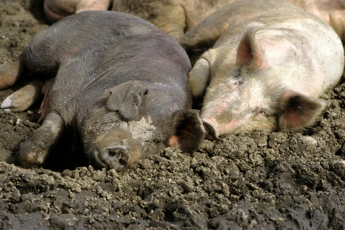 Odstrzał dzikich zwierząt to metoda ochrony świń hodowlanych