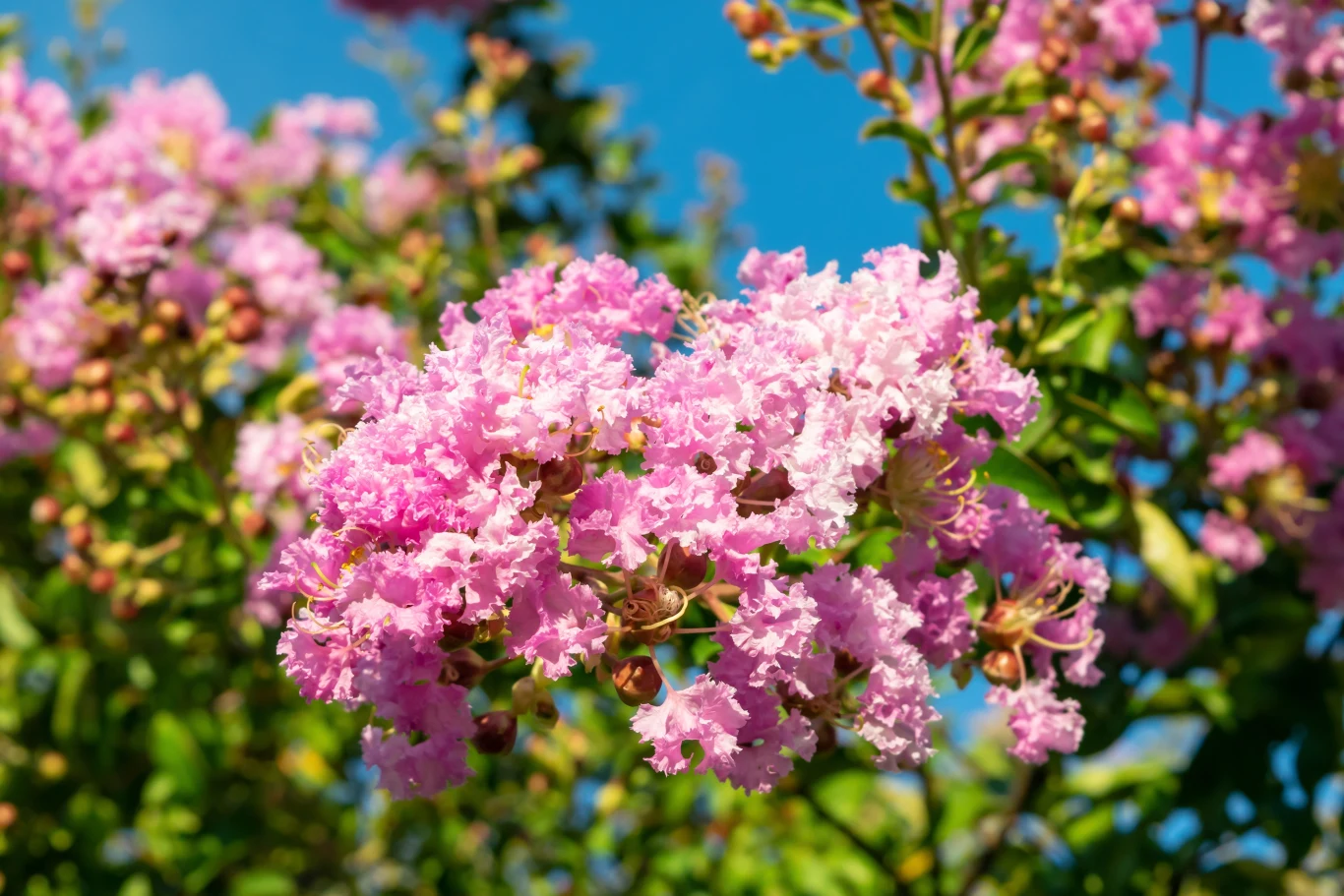 Lagerstroemia może kwitnąć bardzo długo