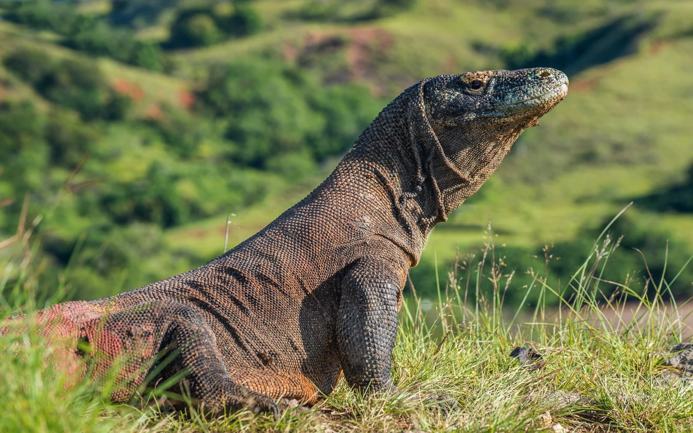 To właśnie tutaj, w Park Narodowy Komodo żyją warany, które największymi żyjącymi jaszczurkami na świecie