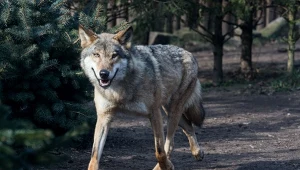 Wilki coraz częściej atakują zwierzęta hodowlane