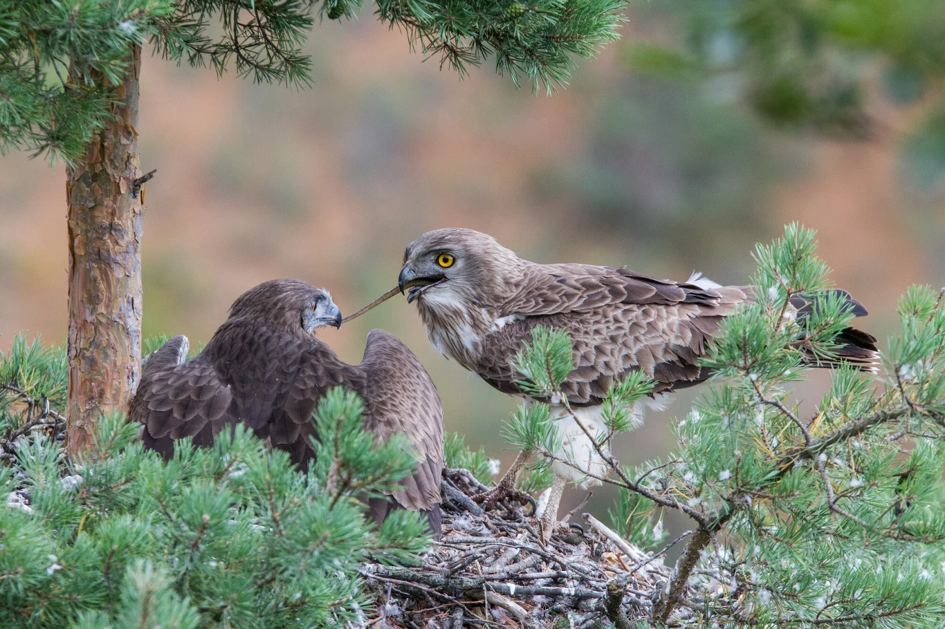 Gadożer (łac. Circaetus gallicus) w Polsce podlega ochronie strefowej 