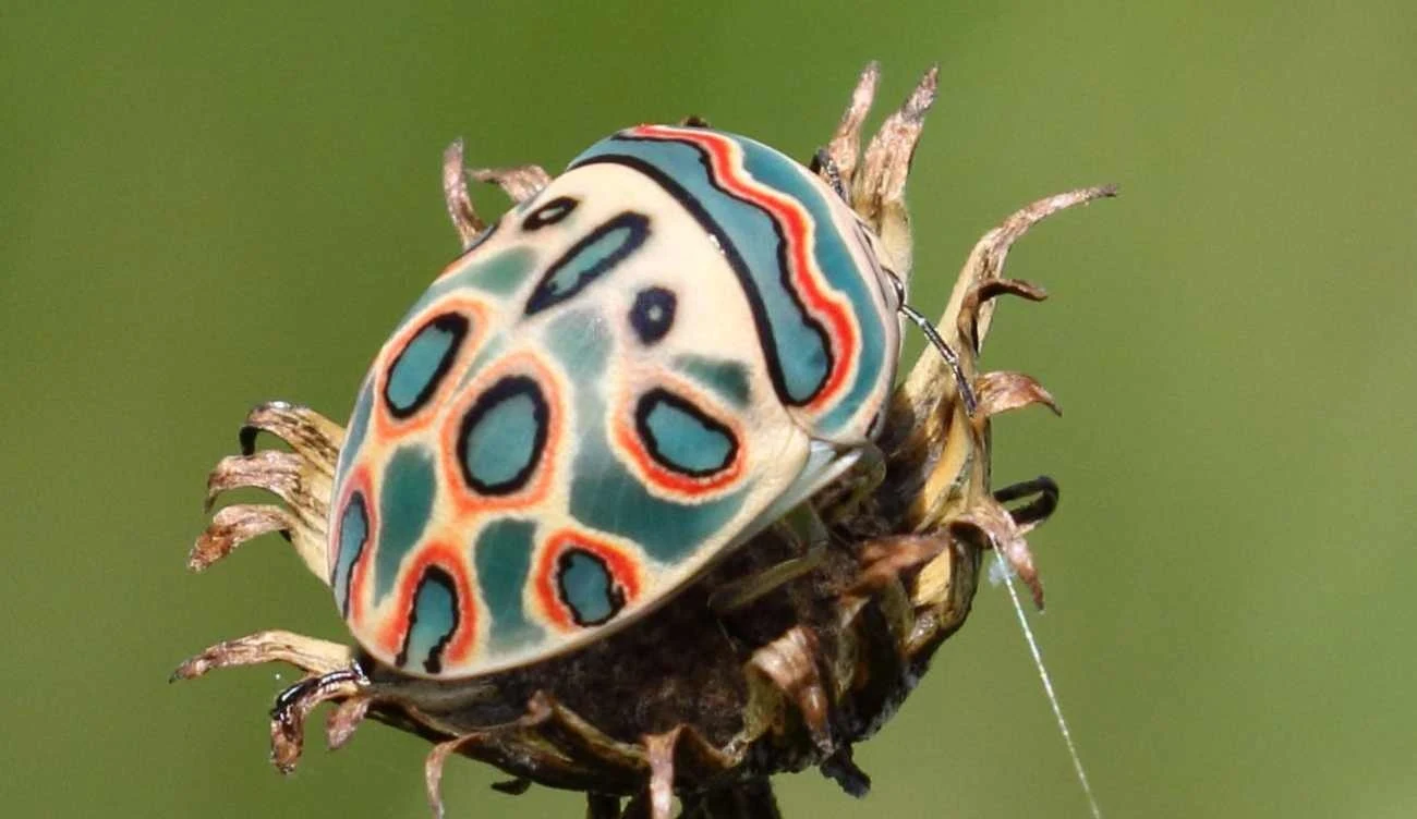 Co to za owad? Co to za owad?