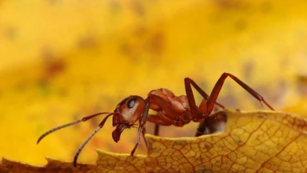 Zespół naukowców z Uniwersytetu Warszawskiego i Instytutu Botaniki im. W. Szafera PAN odkrył nowy gatunek grzyba w kieszonkach policzkowych mrówki ćmawej (łac. Formica polyctena)
