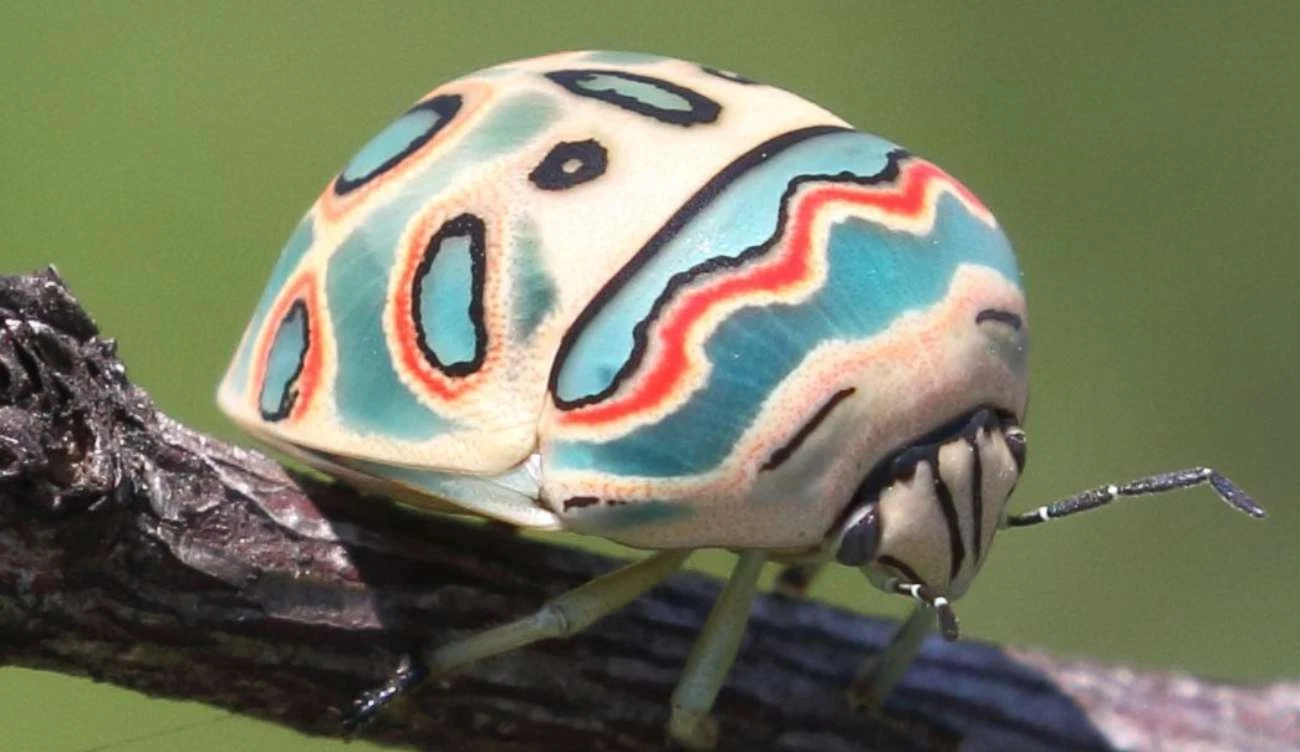 Robak Picasso Robak Picasso