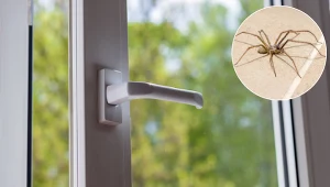Spryskaj tym okna, a pająki nie wejdą do domu. Zapomnisz, jak wyglądają