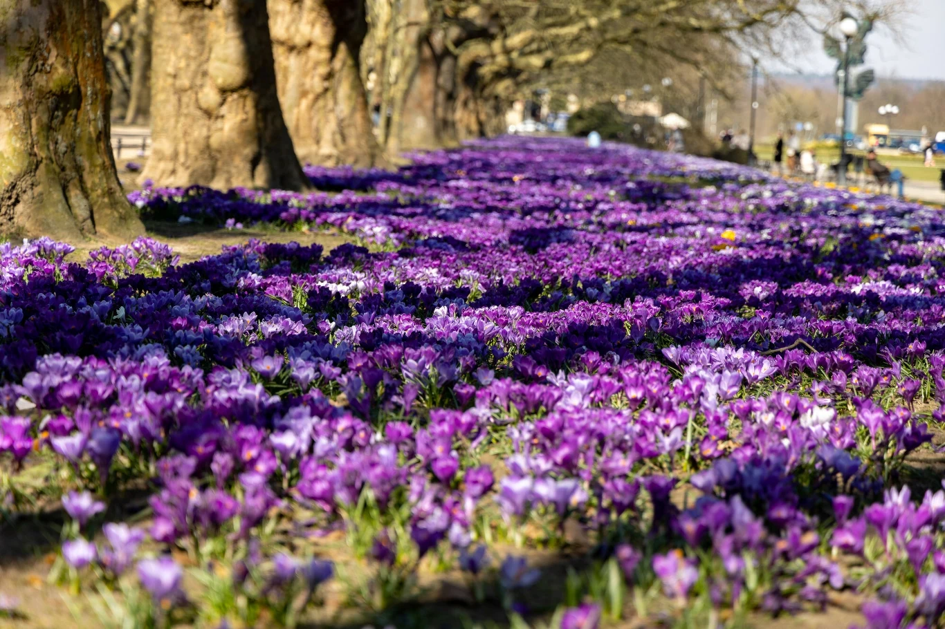 Krokusy na Jasnych Błoniach w Szczecinie Krokusy na Jasnych Błoniach w Szczecinie