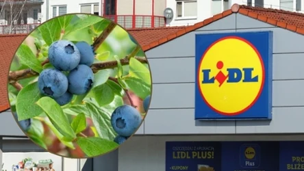 Krzewy w Lidlu 