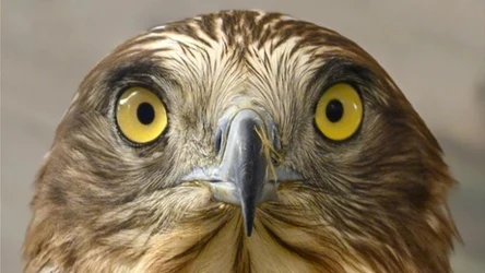 Gadożer zwyczajny (łac. Circaetus gallicus) to skrajnie nieliczny ptak lęgowy w Polsce, występujący tylko we wschodniej części kraju