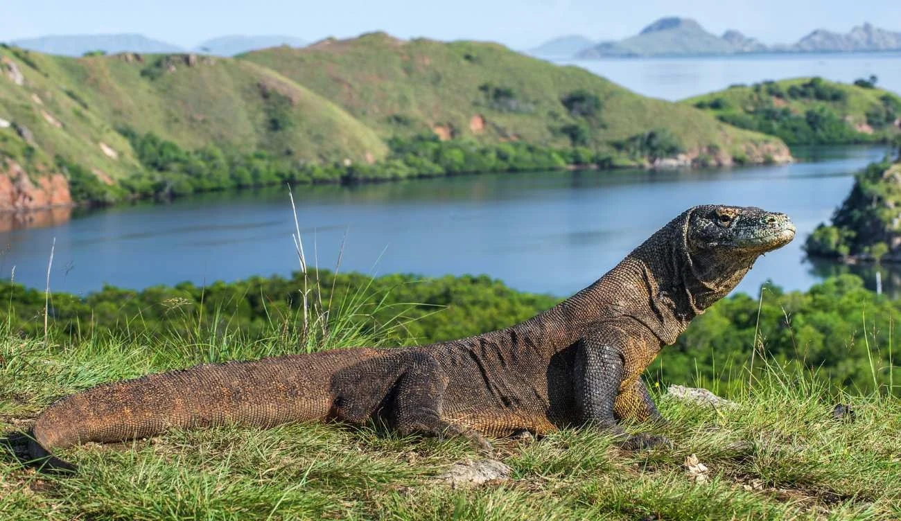 Waran z Komodo Waran z Komodo