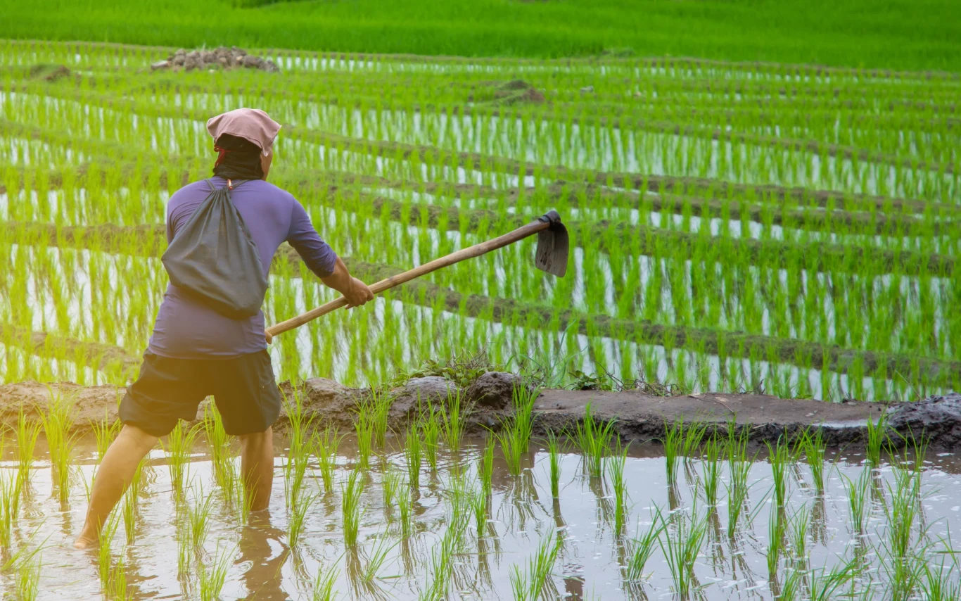 Malezja zmaga się z niedoborem ryżu Malezja zmaga się z niedoborem ryżu