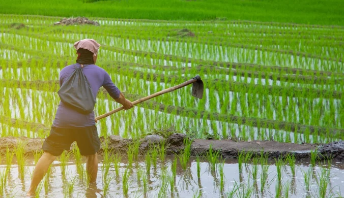 Powodzie ekstremalne zagrażają uprawom ryżu