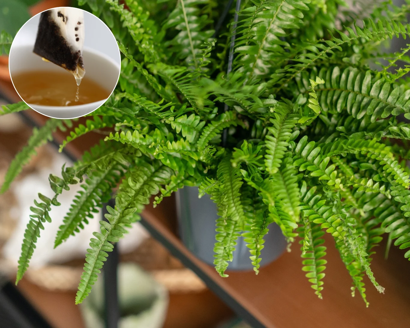 Torebka po herbacie to jeden z najlepszych domowych nawozów do paprotki Torebka po herbacie to jeden z najlepszych domowych nawozów do paprotki