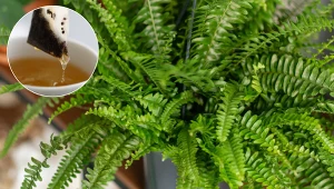 Włóż torebkę po herbacie do doniczki z tą rośliną. Podziękuje ci bujnymi liśćmi