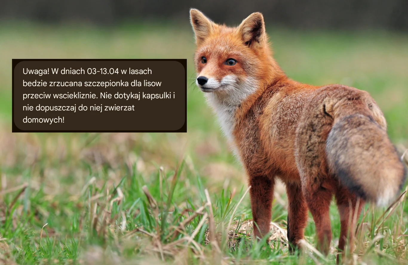 RCB rozsyła SMS-y. Rusza szczepienie lisów RCB rozsyła SMS-y. Rusza szczepienie lisów