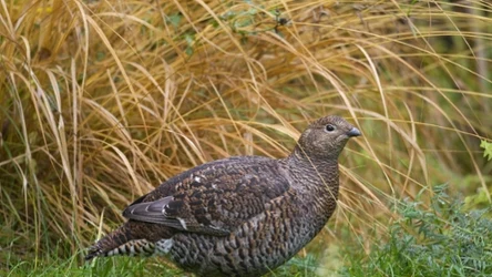 Cietrzewie w Polsce powoli wymierają. Z roku na rok liczebność ptaków spada