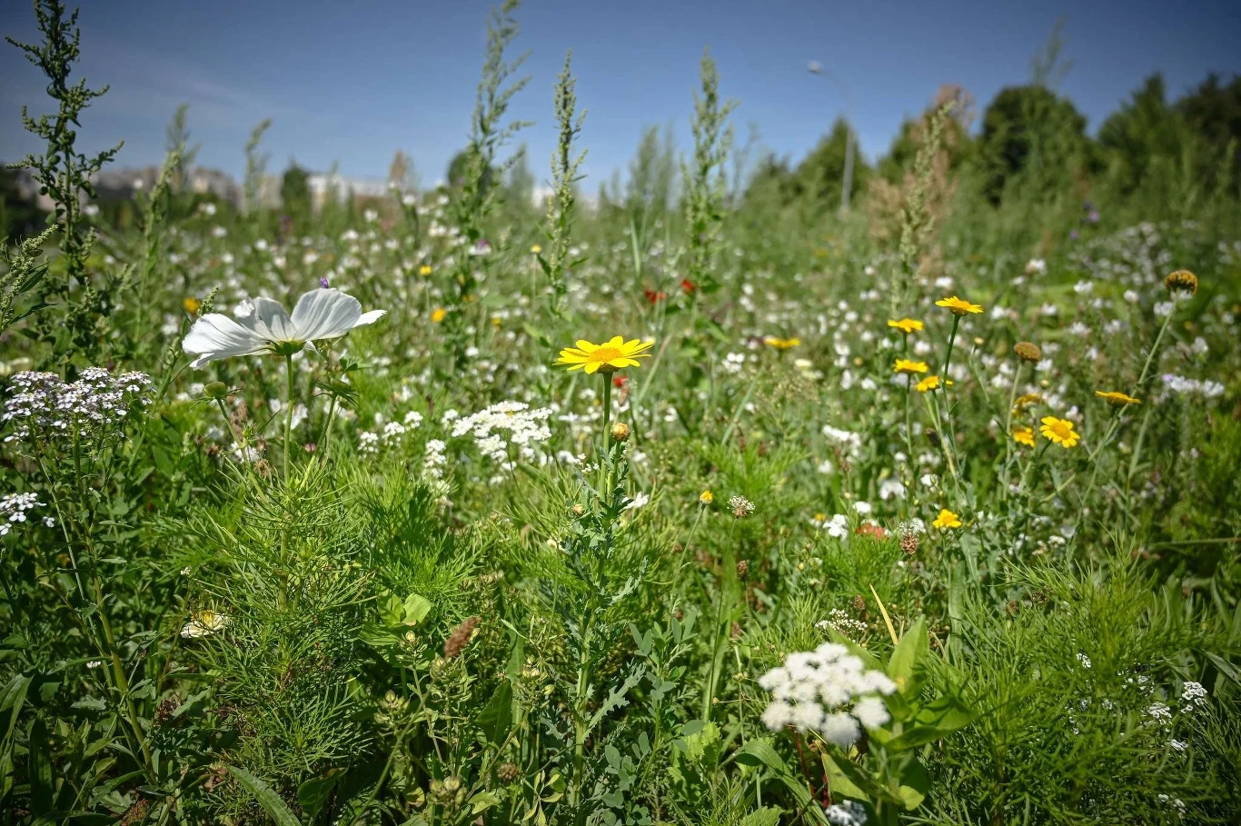 Czyste Zielone Miasta fot. UM Częstochowa Kolorowa łąka z dzikimi kwiatami w pełnym rozkwicie na tle błękitnego nieba. Widoczne różnorodne gatunki roślin, w tym kwiaty białe, żółte i zielona roślinność.