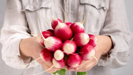 ​Są zdrowe i smaczne, ale te osoby powinny ich unikać. Sprawdź, czy rzodkiewki są dla ciebie