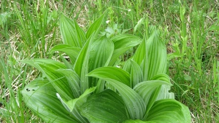 Ciemiężyca zielona (łac. Veratrum lobelianum) w początkowej fazie wzrostu może przypominać czosnek niedźwiedzi (łac. Allium ursinum L)