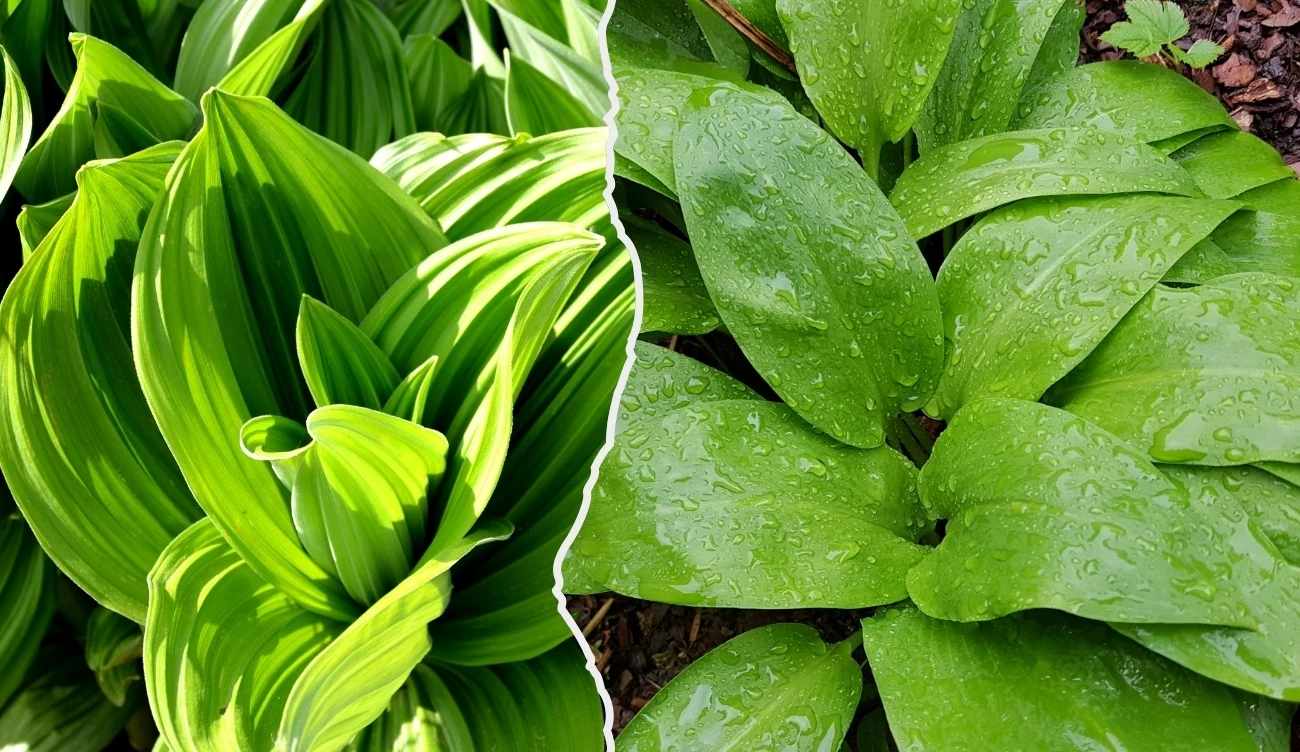 Porównanie liści ciemiężycy zielonej łac. Veratrum lobelianum (po lewej stronie) i czosnku niedźwiedziego łac. Allium ursinum L (po prawej stronie)