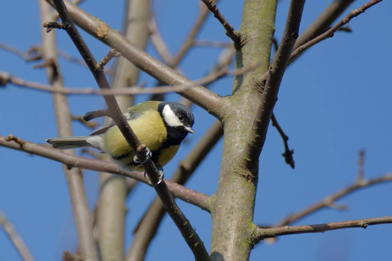 Sikorka siedząca na gałęzi drzewa na tle błękitnego nieba, wśród nagich gałęzi.