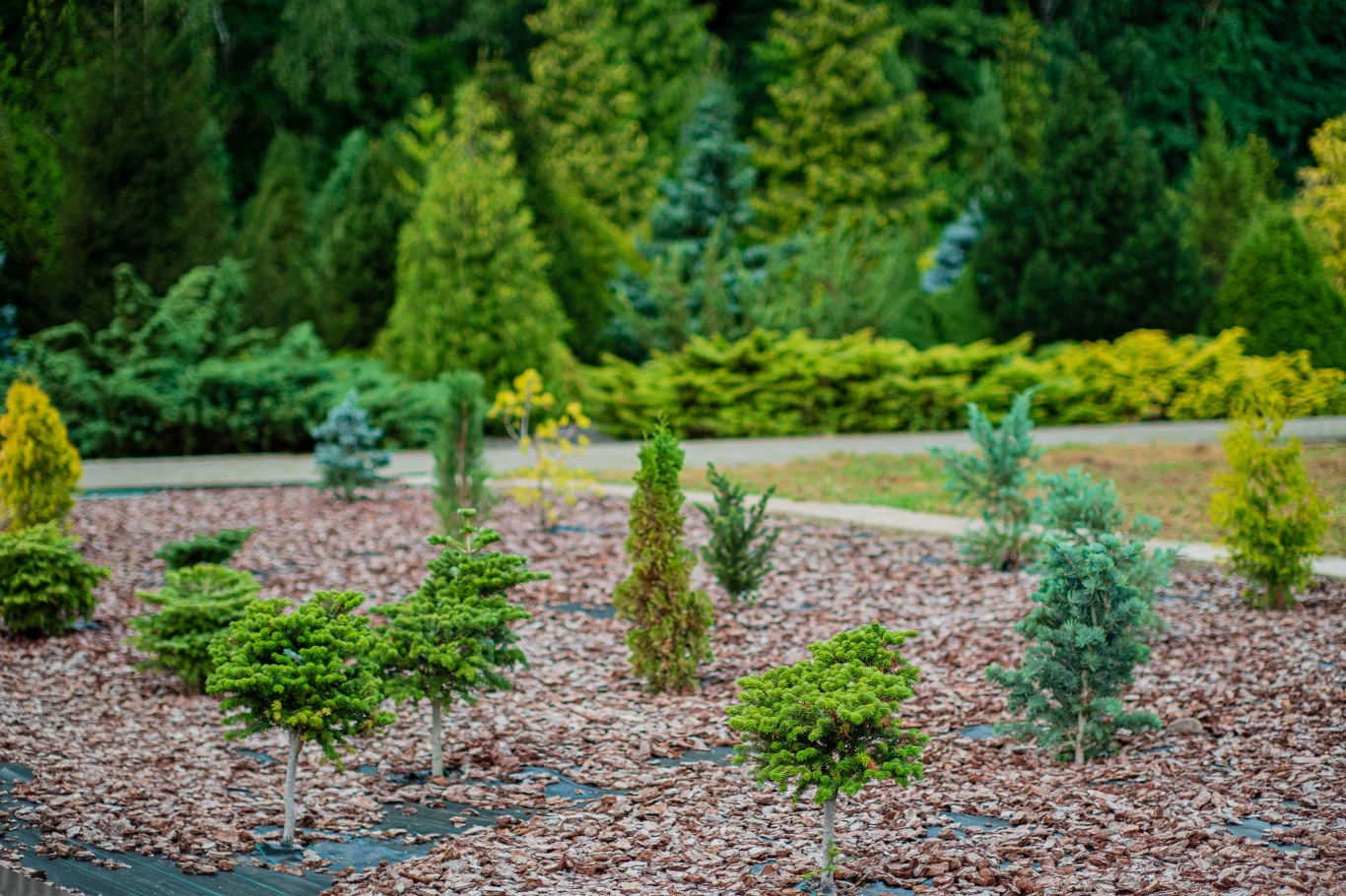 Poprawnie zasadzone iglaki szybko się przyjmą i będą zdrowo rosły. Poprawnie zasadzone iglaki szybko się przyjmą i będą zdrowo rosły.