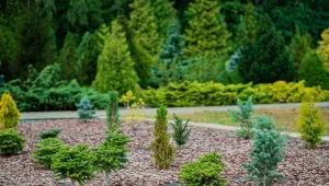 To najlepszy moment na sadzenie iglaków. Ogrodnik podpowiada, o czym warto pamiętać