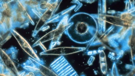 Okrzemki widziane przez mikroskop (zdjęcie poglądowe)