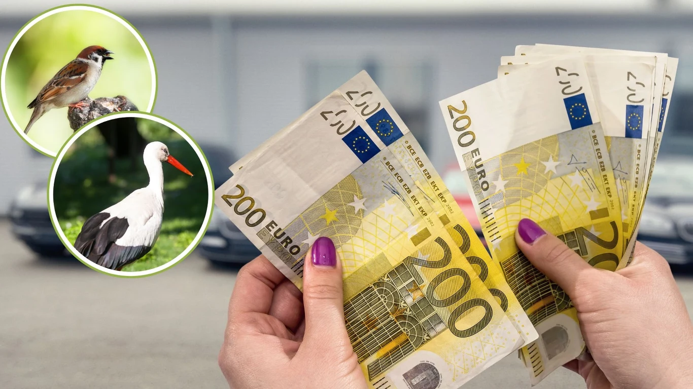 Polskie ptaki na banknotach euro? To możliwe