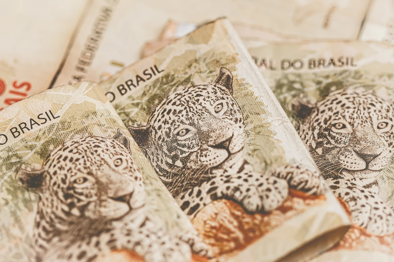 Jaguary na banknotach brazylijskich o nominale 50 reali