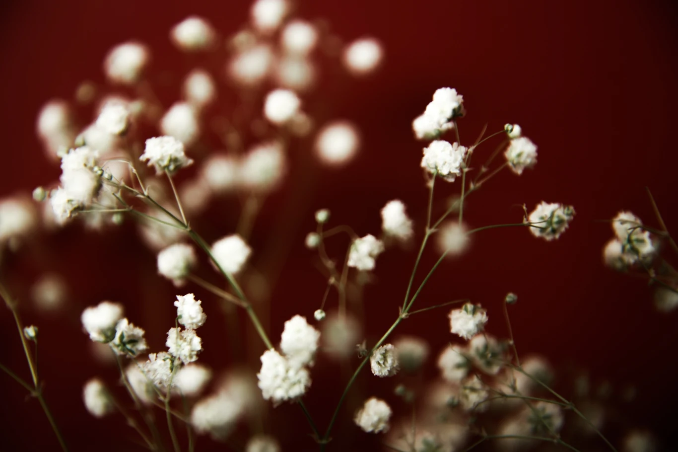 Gipsówka zachwyca swoimi licznymi drobnymi kwiatami