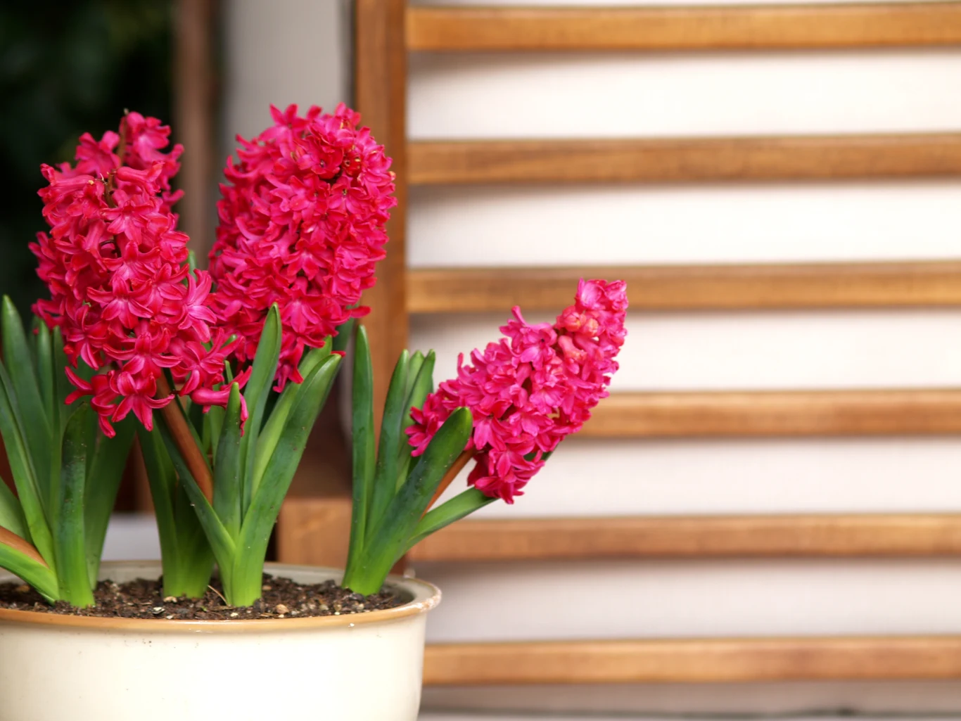 Hiacynty wielu osobom kojarzą się z Wielkanocą. Zrób to, a zdążą zakwitnąć do świąt. 